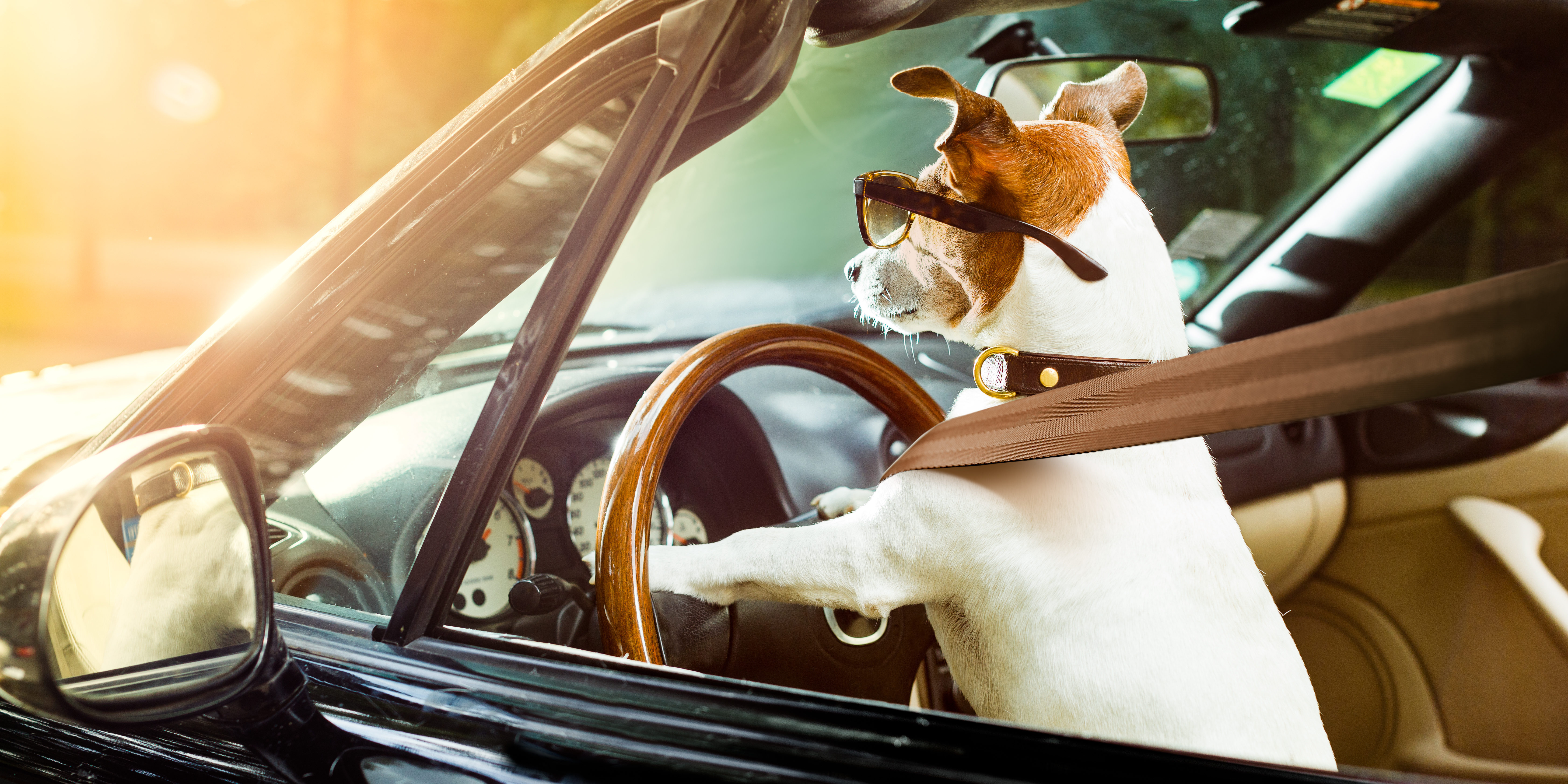 Hund fährt Auto - Fahrschulauto